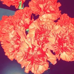 Meet your Posher, Maritza